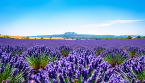 Wetter Aix-en-Provence: Klima und beste Reisezeit